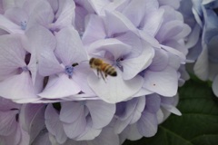 紫陽花蜜蜂