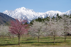 桜が剱岳を春へといざなう