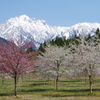 桜が剱岳を春へといざなう