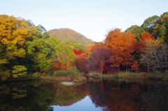 甲山の紅葉