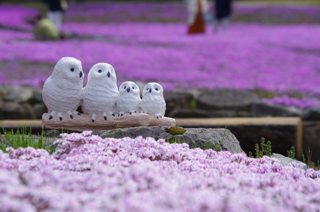 おフクロウさんよ～