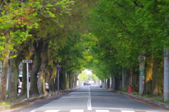 新緑の通学路