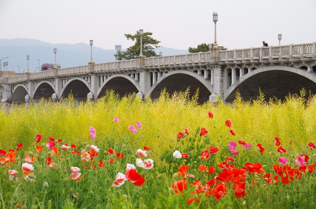 春色の武庫大橋