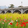 春色の武庫大橋