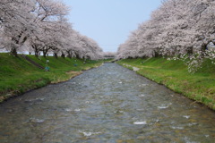 富山県舟川べり