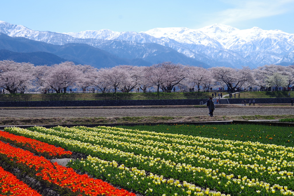 富山県朝日町舟川