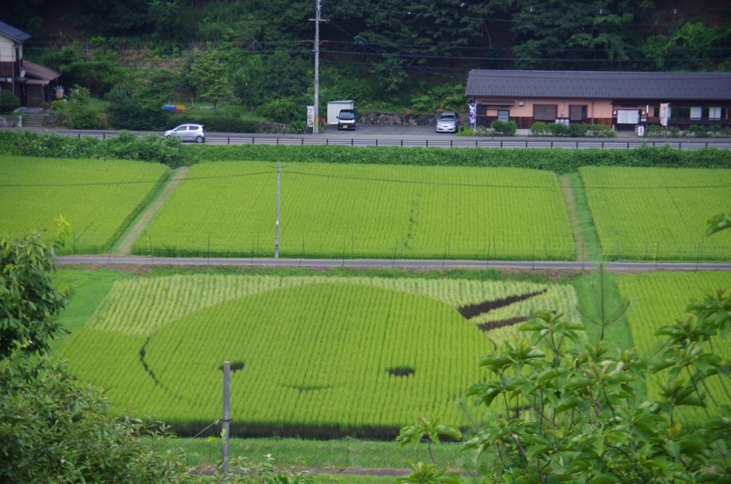 田んぼアート