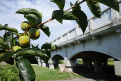 青柿と武庫大橋