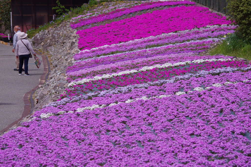 花のじゅうたん