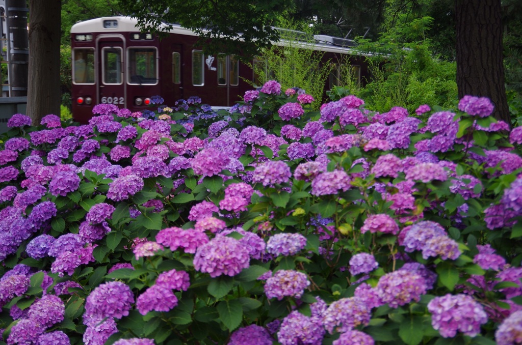 線路脇で開花中