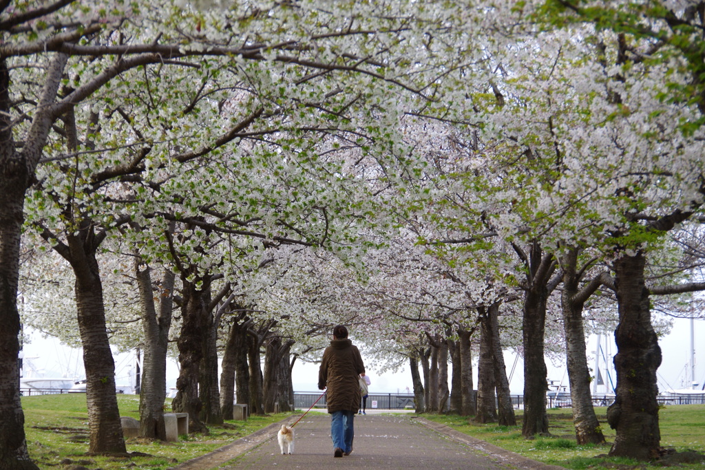 桜並木犬散歩