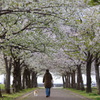 桜並木犬散歩