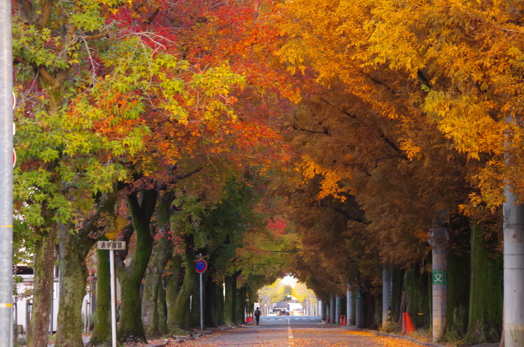 街路樹の紅葉