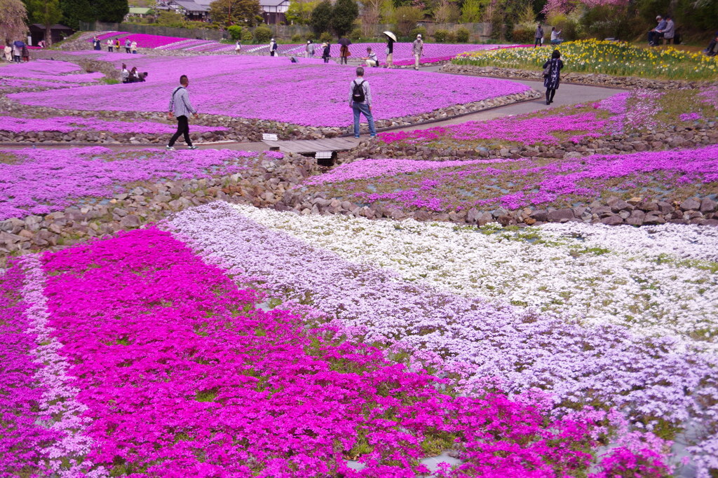 花のじゅうたん