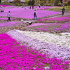 花のじゅうたん