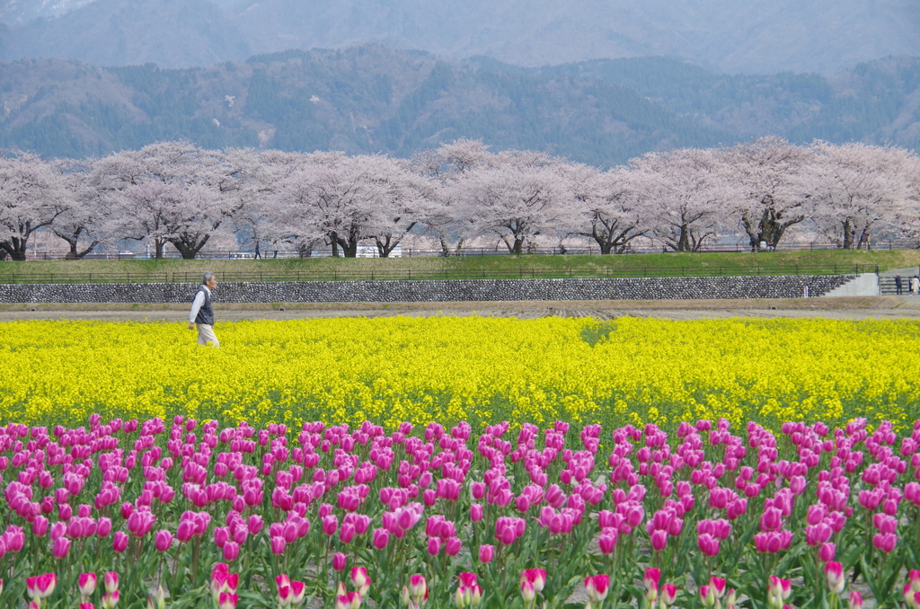 花花