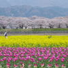 花花