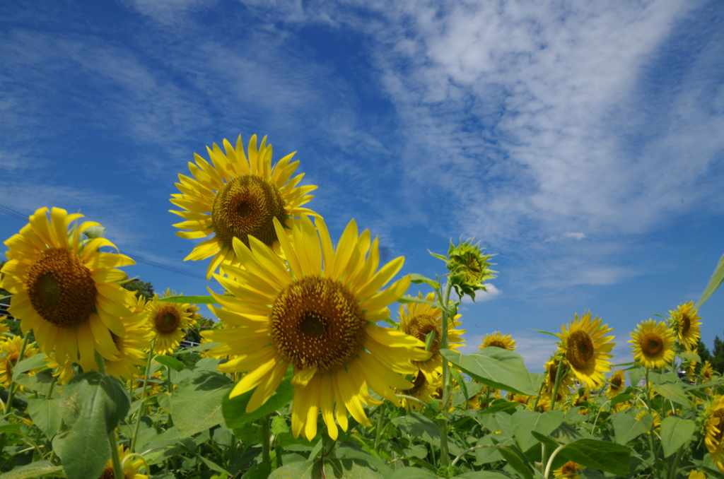 あ～夏休み