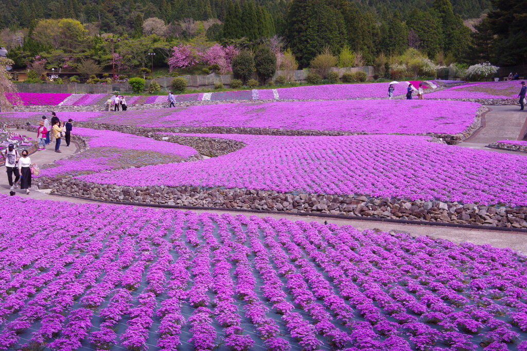 花のじゅうたん