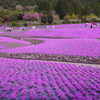 花のじゅうたん