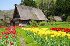 五箇山の春