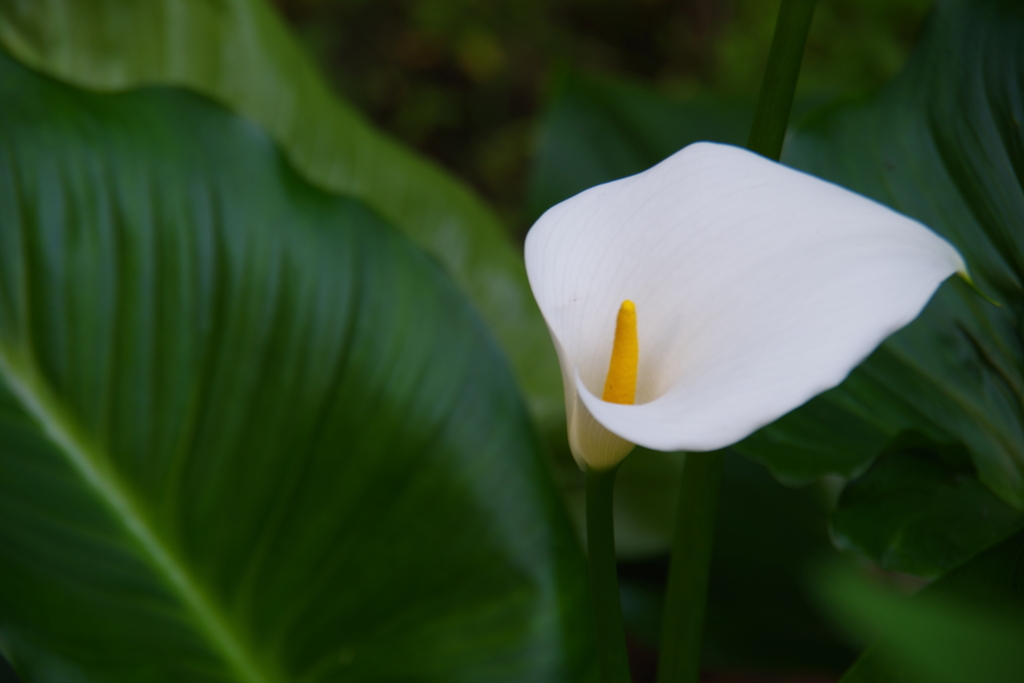 和蘭海芋