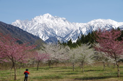 今さら桜でスミマセン