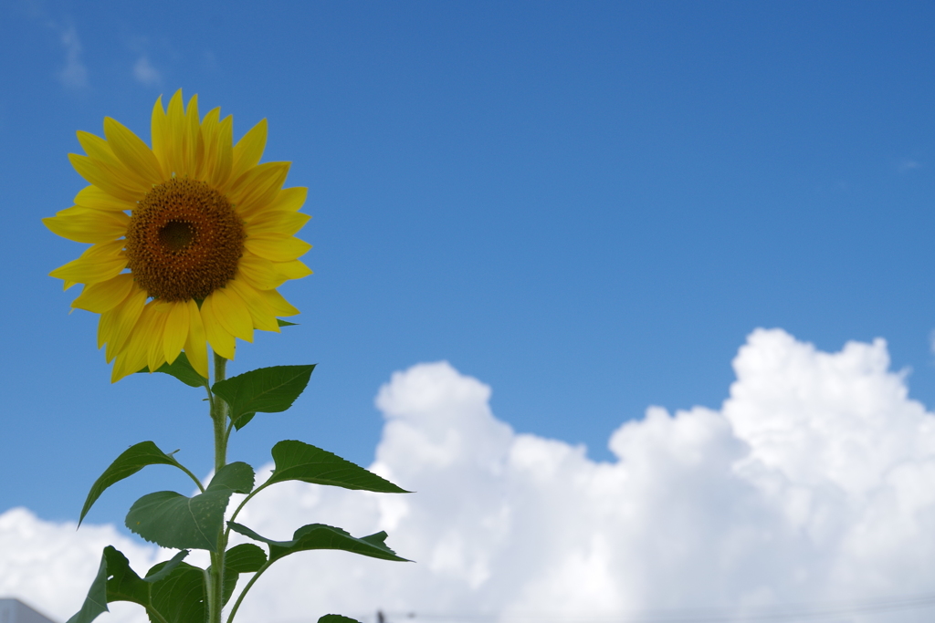 秋のひまわり