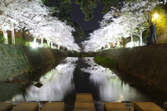 夙川夜桜