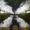 夙川夜桜