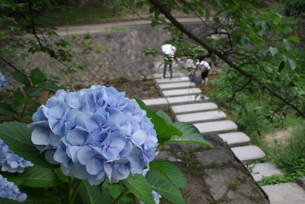 夙川のアジサイ