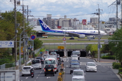 悠然と横切る