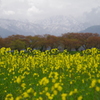 菜の花