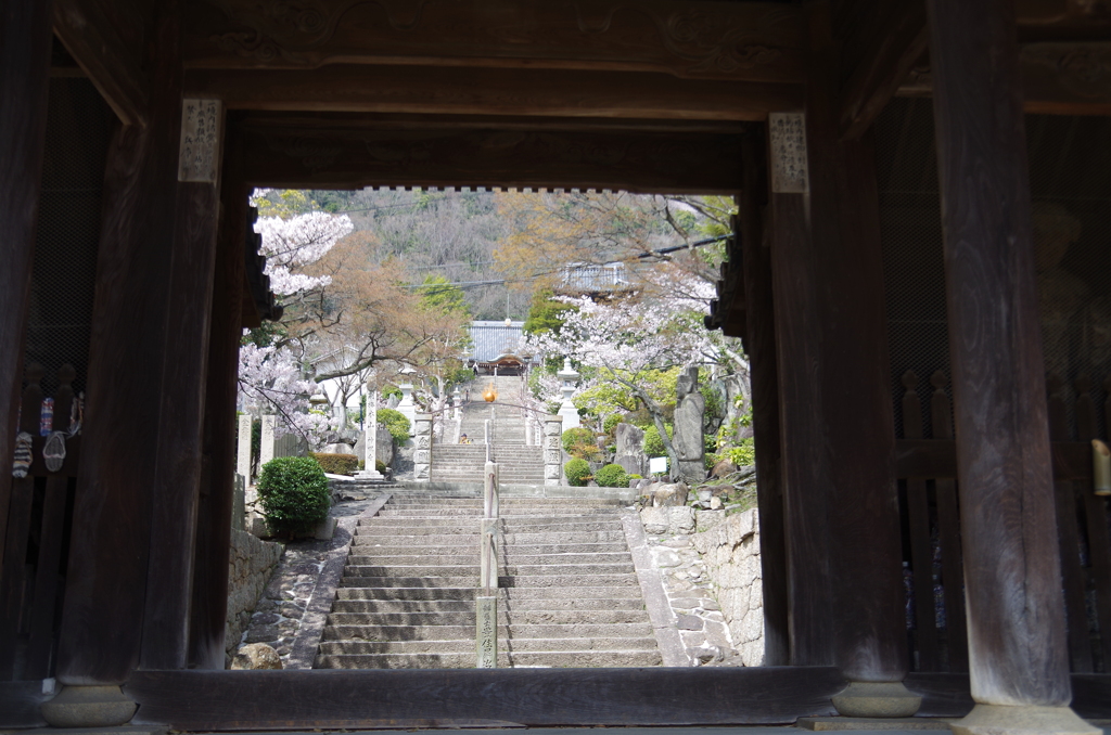 神呪寺の桜と階段