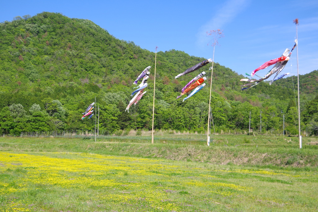 風薫る5月