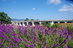 サルビアと武庫大橋