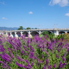 サルビアと武庫大橋