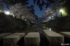夜桜