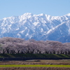 舟川べりの桜