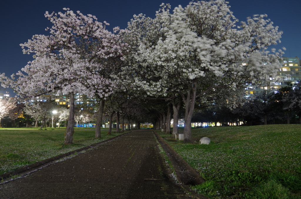 夜桜