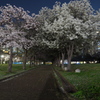 夜桜