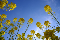 ２月の菜の花