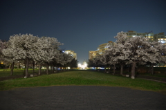 夜桜