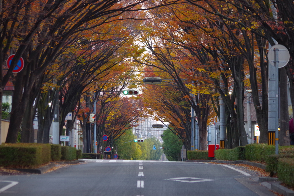 ケヤキ通りの紅葉