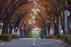 ケヤキ通りの紅葉