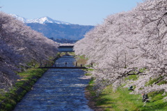 舟川べりの桜