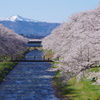 舟川べりの桜