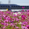 武庫川コスモス園