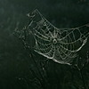 torn spider's web