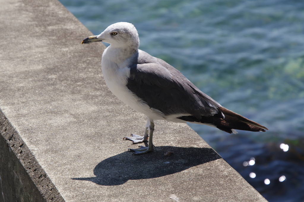 浄土ヶ浜にいた鳥１